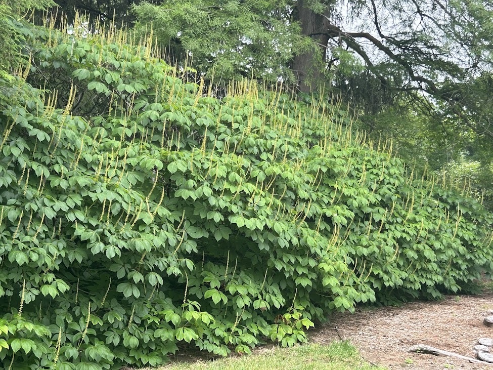 bottlebrush buckeye flower buds